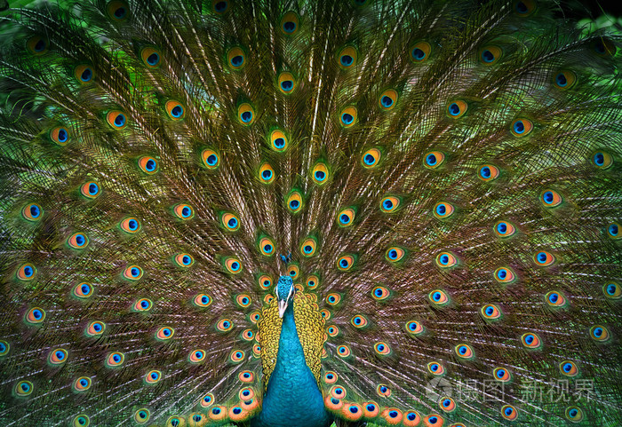 孔雀显示他美丽的尾巴