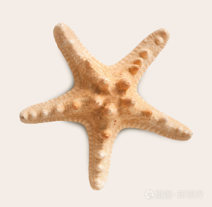 孤立在白色背景上的海星