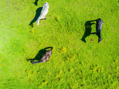 拉脱维亚马图片