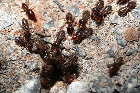 白蚁木材被吃掉图片