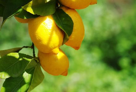 柠檬树上挂着成熟的柠檬