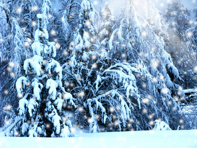 雪霜与阳光光束冬季风景林图片