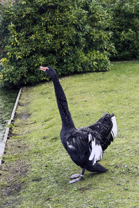 黑天鹅在草克莱门特湖, 伊舍, 萨里, 英国