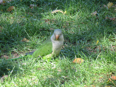 绿鹦鹉 Psittacines 在马德里草地上的鸟类动物