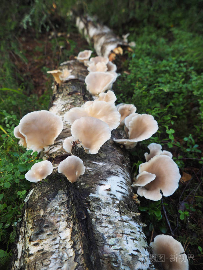 真菌蘑菇在树桩上照片-正版商用图片0gficj-摄图新视界