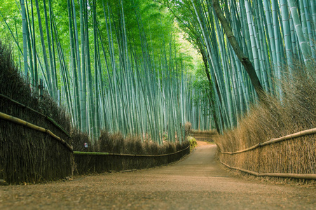 在日本京都岚山竹林