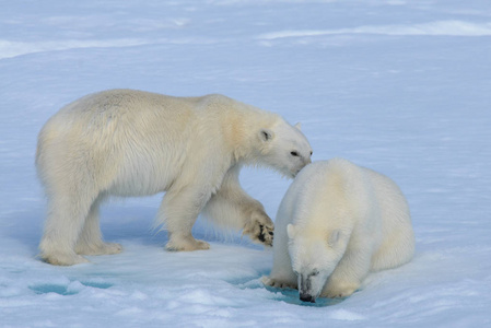 在冰上玩在一起的两个北极熊幼仔