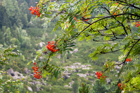 罗恩, 山灰树, 果湿