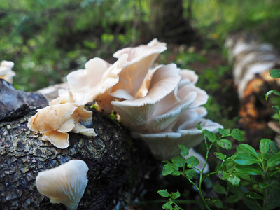 真菌蘑菇在树桩上