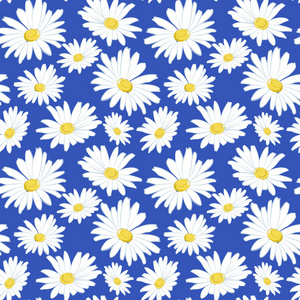 蓝色背景上的白色雏菊