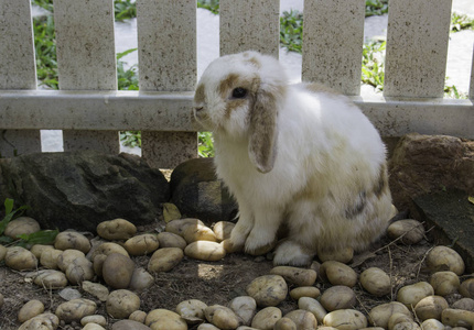 白兔子坐在石头地板上的笼子里。可爱的野兔子。复活节快乐