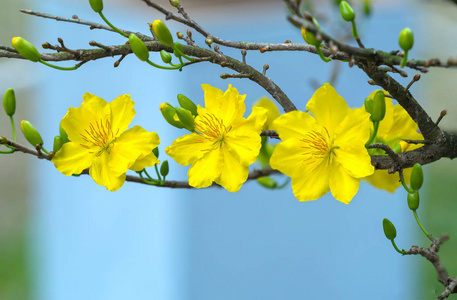 杏花盛开在越南农历新年黄色盛开芬芳花瓣信号春天来了,这是好运气的