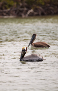 褐鹈鹕鸟 Pelecanus 花蓟马