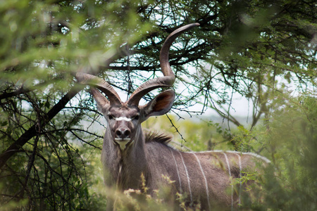 更大的kudutragelaphus