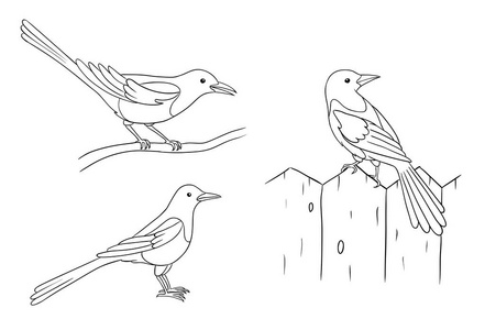 喜鹊在等高线-矢量例证照片