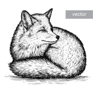 狐狸图刻上熊猫熊图刻上孤立的羊图刻的小猫图雕刻蜂蜜蜂的古董图刻豹