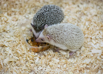 刺猬在接触动物园吃东西照片