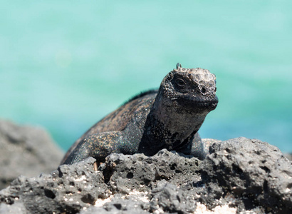 岛的鬣蜥图片