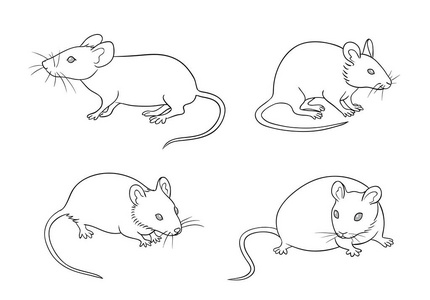小白鼠简笔画图片