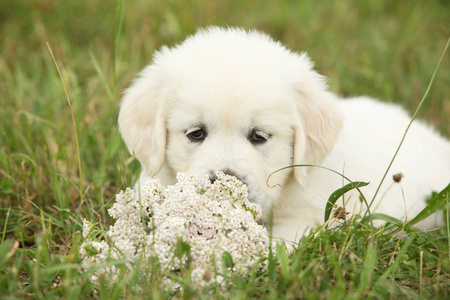 华丽的金色猎犬小狗与花