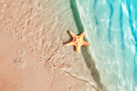 海星在夏天海滩在海水