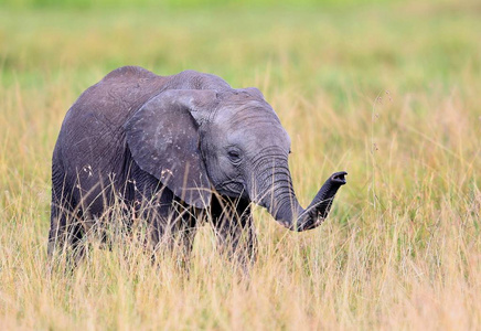 在美丽的自然栖息地的大象