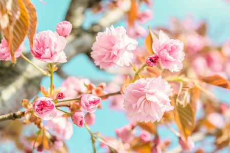 樱花花樱桃开花