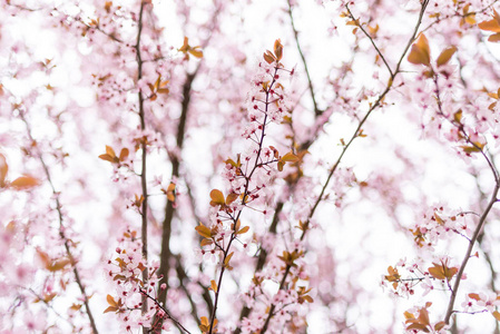 春天盛开的粉红色花朵