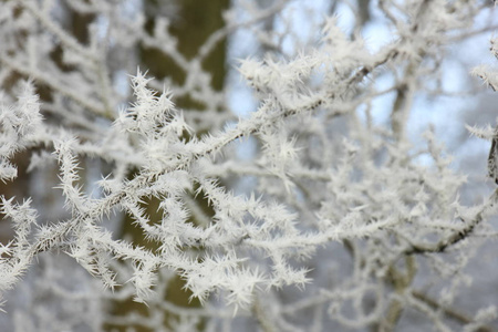小树枝上的霜冻