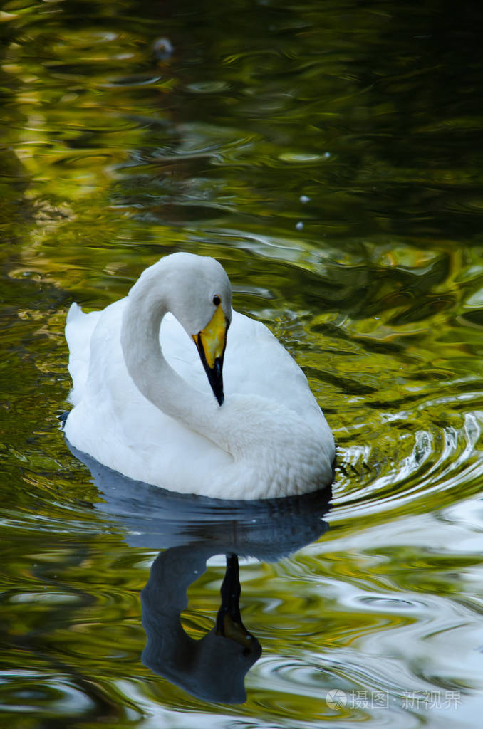 白色天鹅湖上的是美丽的弯曲的颈部