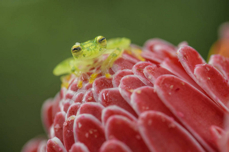 网玻璃青蛙Hyalinobatrachium valerioi, 美丽的小绿和黄色青蛙从中美洲森林, 哥斯达黎加