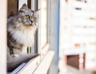 美丽只灰色的猫坐在窗台上，从窗口望出去