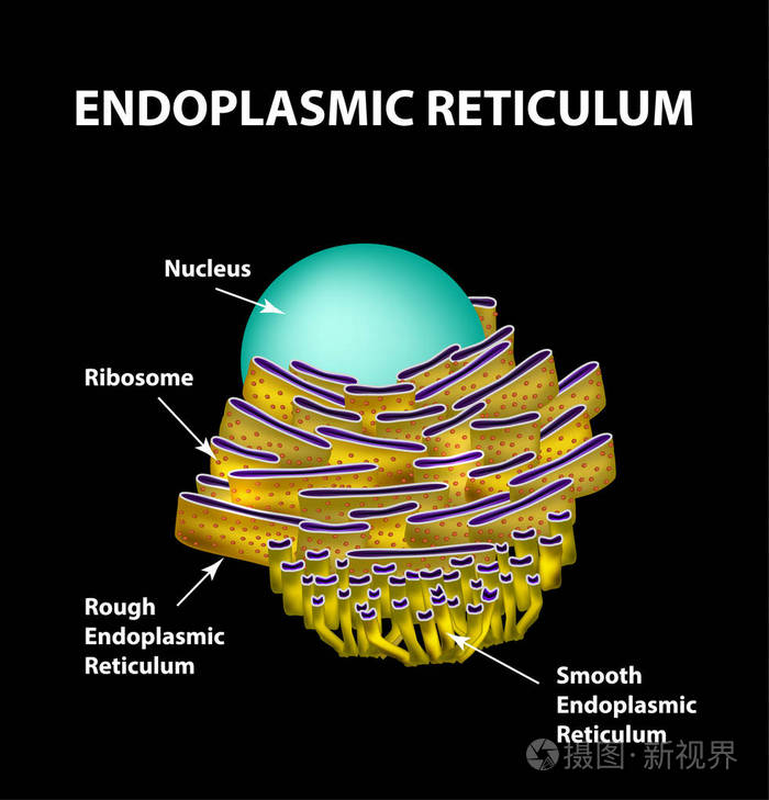 内质网平面图图片