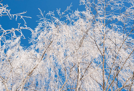 寒冷的雪花图片