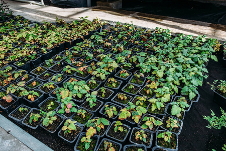 有机水耕观赏植物栽培育苗场。大型现代温室