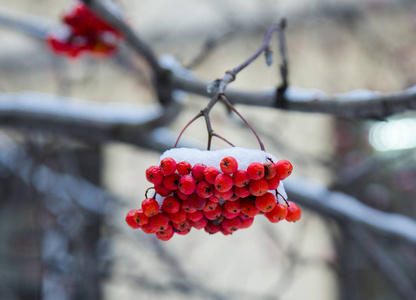 在冬天的白雪下的红色山灰