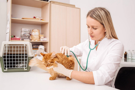兽医医生用听诊器检查猫