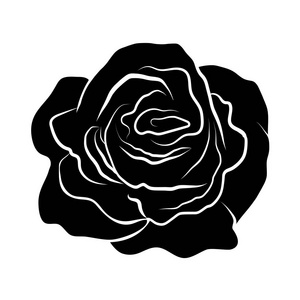 白色背景上的玫瑰剪影孤立的图