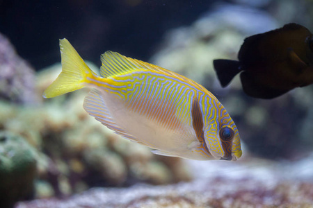 在水族馆的潦草的鱼油