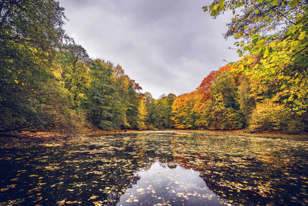 秋天的叶子长满湖