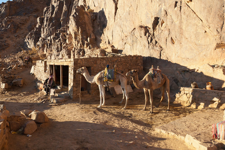 两个骆驼是山区家附近