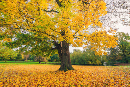 大树在秋天的公园图片
