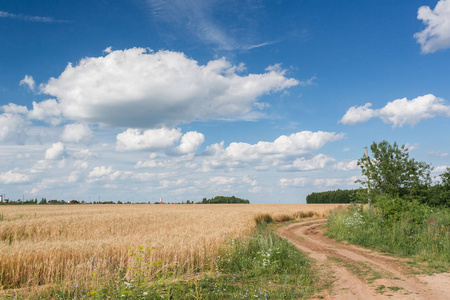 金色麦田全景与树在夏日, 乡村乡村。晴朗蔚蓝的天空。土路