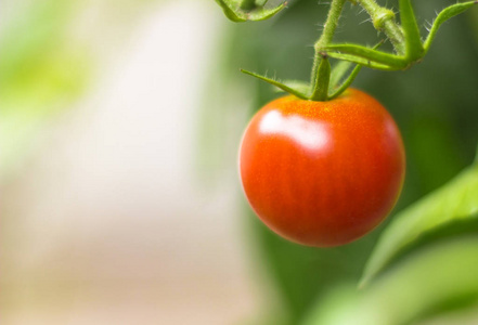 樱桃番茄生长在自然的绿色背景上。景深的