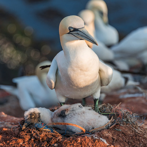 鹅妈妈和其只小鸡在赫尔戈兰岛在北海，G