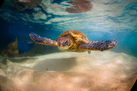 夏威夷绿海龟巡航太平洋温暖水域