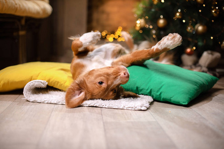 狗的新斯科舍省鸭收费猎犬圣诞佳节到 2017 年，新的一年