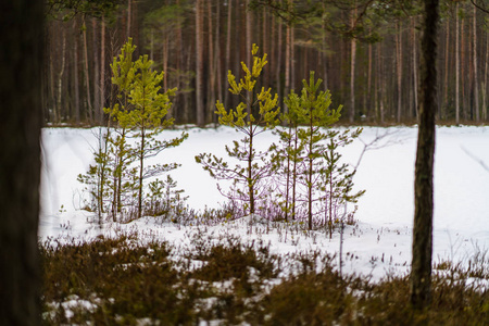 冬季乡村风光雪和树干冷图片