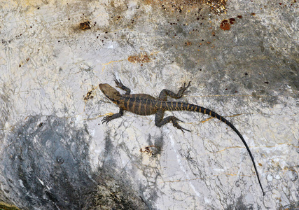 坐在石头上的蜥蜴的最高视图。在自然界中长尾爬行动物。野生动物概念