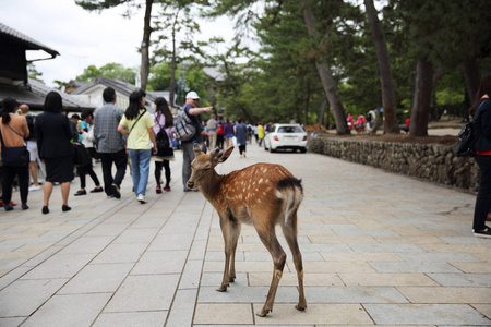 日本奈良2016 年 6 月 5 日 野鹿在奈良市，J 的人
